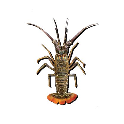 Caribbean spiny lobster symbol on a transparent background